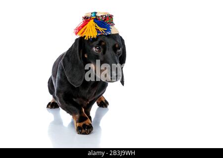 Adorabile cane cucciolo Teckel con pelliccia nera e cappello tradizionale che guarda via con una zampa in avanti su sfondo bianco studio Foto Stock