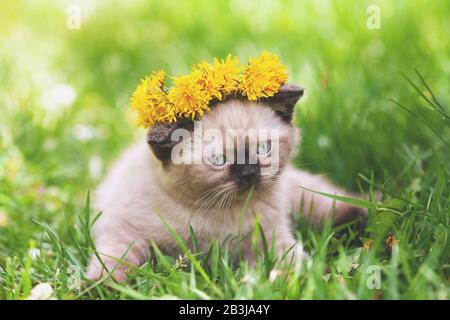 Gattino piccolo divertente seduto sull'erba nel giardino di primavera. Gatto coronato con una corona di fiori di dente di leone Foto Stock