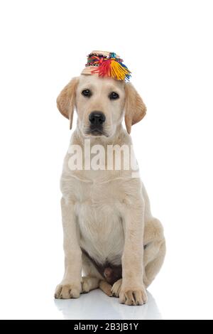 Cute labrador Retriever indossando tradizionale cappello di paglia di Oas, Romania, si siede su sfondo bianco Foto Stock