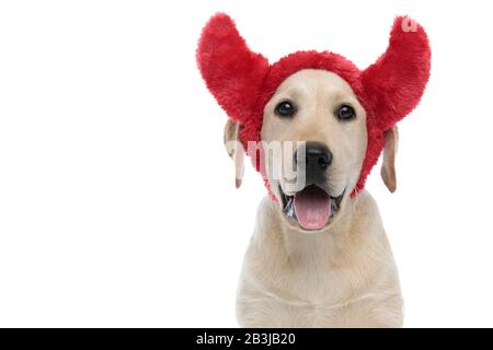 felice labrador retriever cane cucciolo indossare corna di diavolo per halloween panting su sfondo bianco Foto Stock