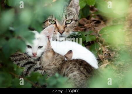 Ritratto di un gatto mamma senza tetto con due piccoli gattini sparati attraverso foglie verdi. La mummia sta alimentando i suoi bambini e prendendo la cura della sua covata. Foto Stock