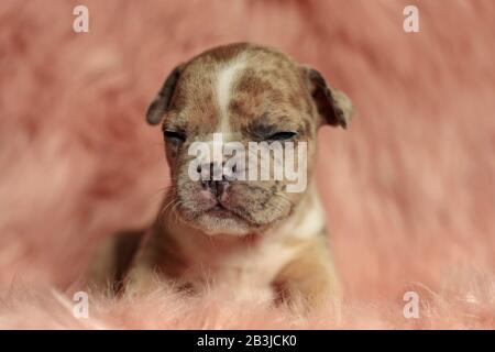 vista frontale di un cane in piedi ed essendo assonnato in un ambiente soffice Foto Stock