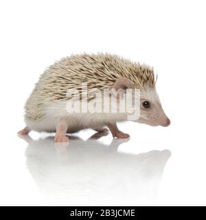 cute hedgehog africano guardando a lato e a piedi isolato su sfondo bianco in studio, corpo pieno Foto Stock