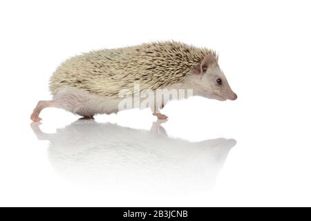 vista laterale di un adorabile hedgehog a piedi isolato su sfondo bianco in studio, corpo pieno Foto Stock