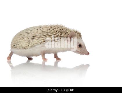 cute africana hedgehog a piedi isolato su sfondo bianco in studio, corpo pieno Foto Stock