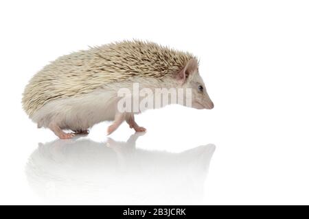 vista laterale di un adorabile hedgehog africano a piedi isolato su sfondo bianco in studio, corpo pieno Foto Stock