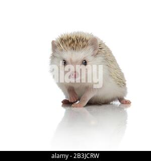 cute hedgehog a piedi isolato su sfondo bianco in studio, corpo pieno Foto Stock