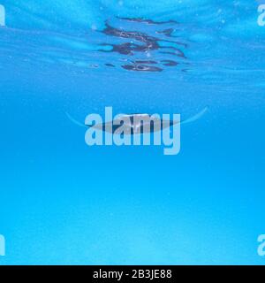 Gigantesco raggio di manta oceanica, Manta Birostris, hovering in blu oceano sulle isole Maldive Foto Stock