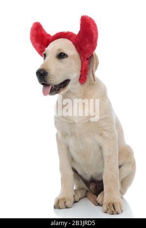 vista laterale di un simpatico labrador retrirever seduto cucciolo indossare corna di diavolo per halloween su sfondo bianco Foto Stock