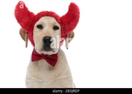 testa di un simpatico cucciolo labrador retriever indossando corna di diavolo e cravatta di prua per halloween su sfondo bianco Foto Stock