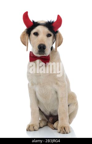 cute seduta labrador retriever indossando corna di diavolo e cravatta di arco come un costume di halloween su sfondo bianco Foto Stock