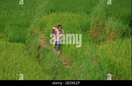 Kinderarbeit, Reisterrasse, Tha Pin, Vietnam Foto Stock