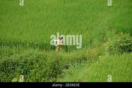 Kinderarbeit, Reisterrasse, Tha Pin, Vietnam Foto Stock
