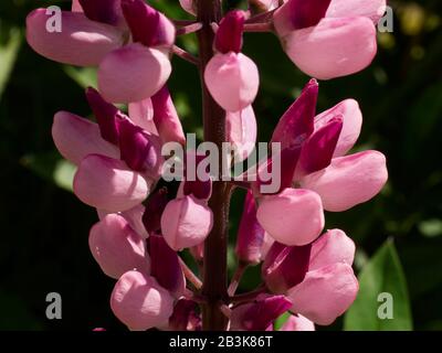 Un colpo vicino di fiori di lupino nel giardino Foto Stock