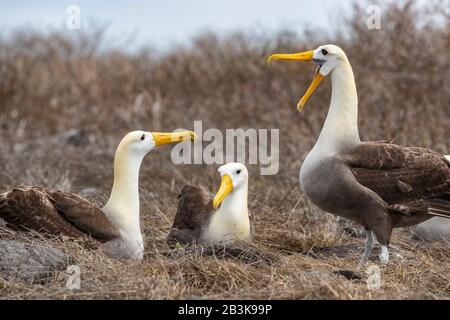 Galapagos Albatross aka Albatrossi Ondulati danza di accoppiamento rituale corteggiamento danza su Espanola Island, Galapagos Isole, Ecuador. L'Albatross Waved è una specie endemica delle Galapagos. Foto Stock