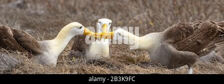 Galapagos Albatross aka Albatrossi Ondulati danza di accoppiamento rituale corteggiamento danza su Espanola Island, Galapagos Isole, Ecuador. L'Albatross Waved è una specie endemica delle Galapagos. Foto Stock