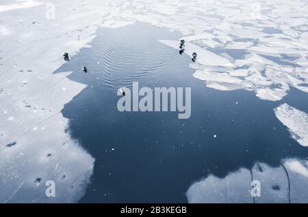 Le anatre selvatiche galleggiano sull'acqua ghiacciata del fiume, foto naturale Foto Stock