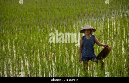 Reisanbau, Ninh Binh , Vietnam Foto Stock