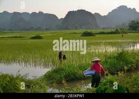 Reisanbau, Ninh Binh , Vietnam Foto Stock