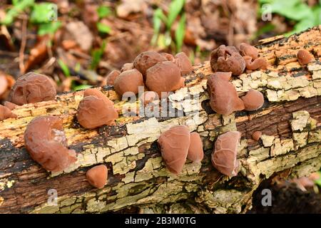 L'orecchio dell'ebreo,'Auricularia auricula-judae', famiglia Jelly Fungus, cresce su legno morto o morente. Foto Stock