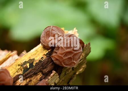 L'orecchio dell'ebreo,'Auricularia auricula-judae', famiglia Jelly Fungus, cresce su legno morto o morente. Foto Stock