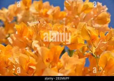 I fiori luminosi arancioni si trovano sullo sfondo blu del cielo. Bougainvillea è un genere di piante sempreverdi in fiore. Foto Stock