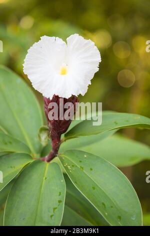 Spiral Ginger, Ginger Garden, Singapore Botanic Gardens Foto Stock