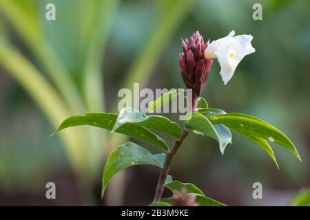 Spiral Ginger, Ginger Garden, Singapore Botanic Gardens Foto Stock