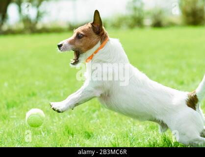 Cane che indossa anti-pulce e tick collar giocando attivamente sul prato del cortile posteriore Foto Stock