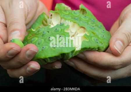 La donna conserva in mano i frutti esculenti del loto (Nelumbo). Ha rotto il frutto pastoso per dimostrare i relativi contiene. Foto Stock