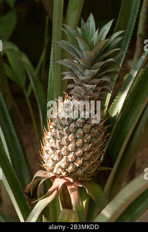 Questo è un Pineapple che cresce nel giardino. La ananas è una pianta della famiglia Bromeliaceae. Foto Stock