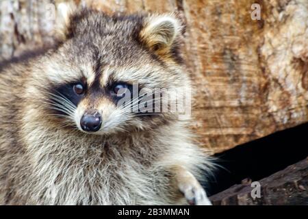 raccoon faccia nella foresta in autunno giorno closeup all'aperto Foto Stock