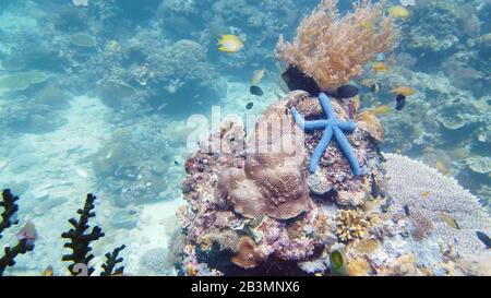 Stelle marine blu su una barriera corallina. Un mare blu Likia laevigata si aggrappa una barriera corallina diversa. Pesci e coralli subacquei. Leyte, Filippine. Foto Stock