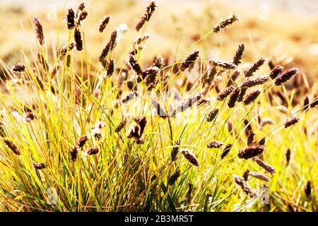 Sesleria tenuifolia, lame in fiore di erbe ornamentali erba alpina di Rockery Foto Stock