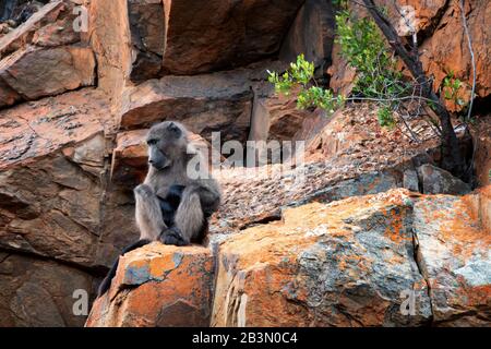 Un giovane babbuino siede su una roccia del deserto colorata fissando in lontananza le sue braccia e gambe attraversate da altre grandi rocce di colore arancione Foto Stock