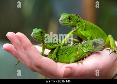 Una mano che tiene tre piccole piccole iguane verde brillante del bambino che fissa con intelligenza verso la macchina fotografica Foto Stock