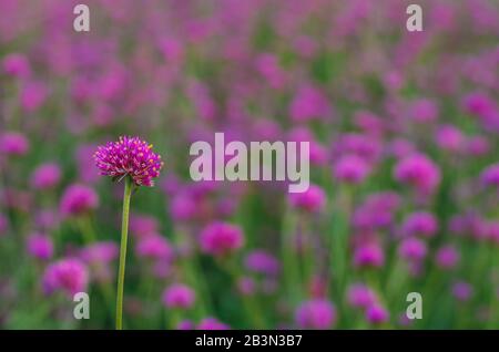 Colore rosa Globe fiori amaranto con sfondo variopinto. Foto Stock