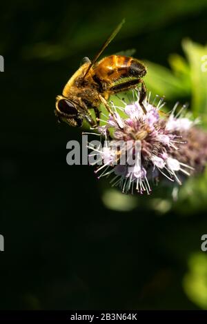 Ape del miele (Apis mellifera) che succhia il polline del nettare dal fiore selvatico. Foto Stock