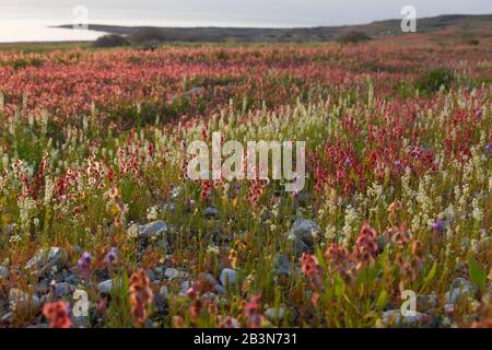 Dopo una rara stagione piovosa nel deserto della Giudea e sulle rive del Mar Morto, fiorisce e fiorisce un'abbondanza di fiori selvatici. Streglio di alghe (Ru Foto Stock