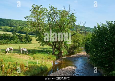 East Devon Campagna nei pressi di Sidford in estate, con cavalli e il fiume Sid, in Inghilterra West Country Foto Stock