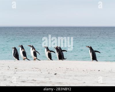 Pinguini Gentoo (Pygoscelis papua) che ritornano dal mare sull'isola di Bleaker, Isole Falkland, Sud America Foto Stock