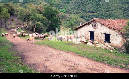 Una mandria di pecore è guidata lungo una pista di montagna da un pacco di cani da pecora, passato un tradizionale fienile in terracotta imbiancata. Foto Stock