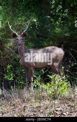 Cervo di Sambar (Rusa unicolor) nella foresta, Parco Nazionale di Bandhavgarh, Madhya Pradesh, India, Asia Foto Stock