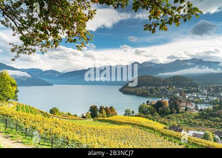 Vigneti terrazzati sulle colline sopra il Lago di Thun, Spiez, cantone di Berna, Svizzera, Europa Foto Stock