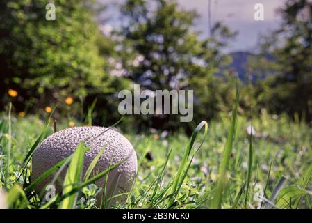 Una profondità di campo poco profonda di un fungo di palla di puffball maturo accoccolato in erba in un prato di fiori selvatici di montagna fiori gialli e alberi fuori fuoco Foto Stock