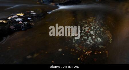 Maple Leaves in cascata, Maine, New England, Stati Uniti d'America, Nord America Foto Stock