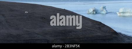 Madre dell'orso polare e cubs che camminano sopra il suolo eroso del ghiacciaio nero, territori del Nunavut e del nord-ovest, Canada, America del Nord Foto Stock