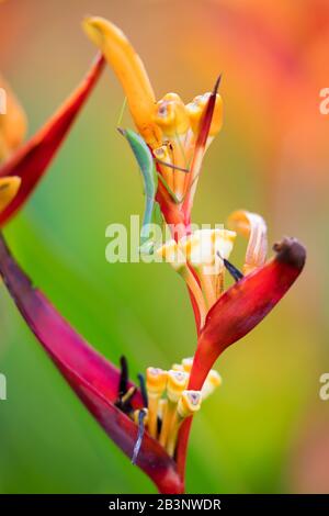 Mantis asiatico su un fiore nei Giardini Botanici di Singapore Foto Stock