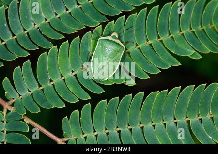 Comune Green Shield Bug Palomena prasina su Bipinnate Leaf di Albizia o di Albizia Jubibbrissin aka Siris Rosa Foto Stock