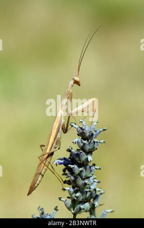 Maschio Marrone Che Prega Mantis Aka Europeo Mantis, Mantis Religiosa, Sui Fiori Di Lavanda Foto Stock